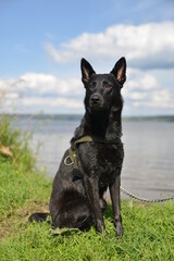 black dog dries after swimming in the river