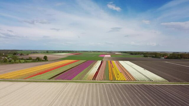 Tulips in yellow, red and pink growing in a field with wind turbines on a levee during a spring day. Drone point of view from above. Flowers are one of the main export products in the Netherlands.