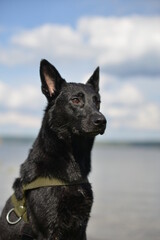 black dog dries after swimming in the river