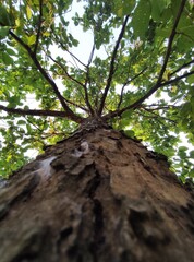 trunk of a tree