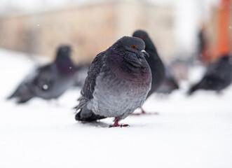 Beautiful pigeons sit in the snow in the city park in winter. Close up of pigeons in winter on the square in the park. Birds in the cold are waiting for food from people.