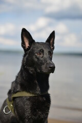 black dog dries after swimming in the river