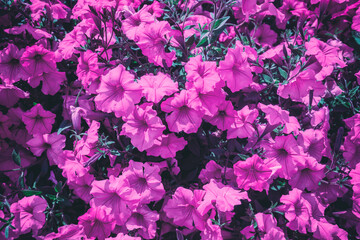 Obraz premium Flowering pink Petunia flowers. Floral nature background