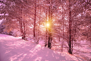 Snowy forest at sunrise. Trees covered with snow. Winter nature in pacific pink trendy color