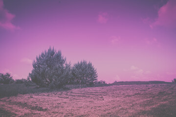 Agricultural landscape on a sunny day. Velvet Violet trendy color