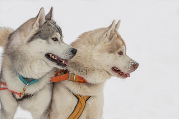 Portrait of two husky dogs in a sled dog.
