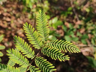 fern leaves