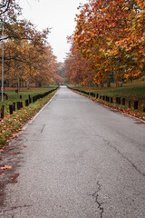 Beautiful autumn leaves on the trees and a small path in the park