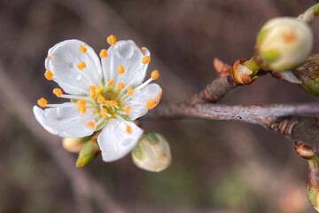 spring blossom on a tree