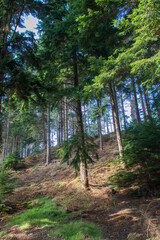 Evergreen forest trees on a hillside. Pine trees on slope.