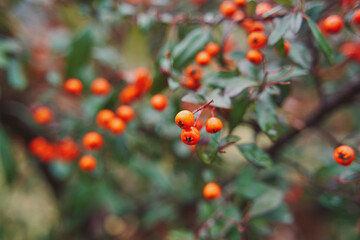 Water drops on the buckthorn bush.