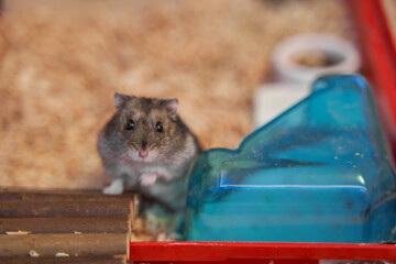 A gray Dzungarian hamster stands on a wooden bridge. Dwarf hamster. - obrazy, fototapety, plakaty