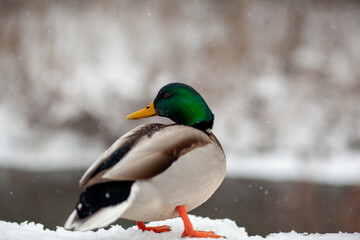 Winter portrait of a duck in a winter public park. Duck birds are standing or sitting in the snow. Migration of birds. Ducks and pigeons in the park are waiting for food from people.