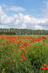 Fototapeta na wymiar Summer Poppy Flower Field In Germany