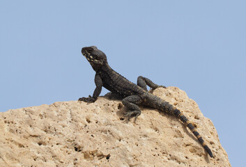 roughtail rock agama or hardun lizard on a rock (Stellagama stellio or Laudakia stellio stellion or Lacerta stellio)