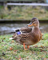 Duck close up in the park 