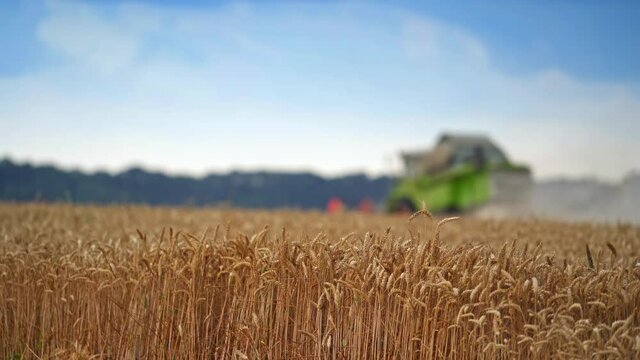 Heavy ears of wheat in the plantation. Wheat spikelets standing still on the summer windless day. Blurred harvester working at the backdrop.