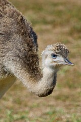 close up of an ostrich in the grass
