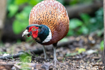 The common pheasant (Phasianus colchicus)