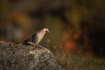 The blue-feathered Eurasian Jay (Garrulus glandariu) sits on a stone. Close-up. Dark blurred background. Ornithology.