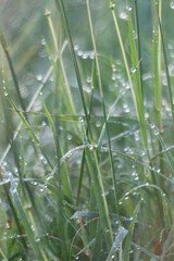 dew on grass