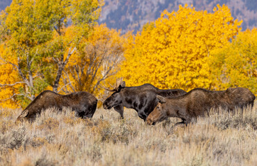Bull And Cow Moose in the Rut in Wyoming in Autumn