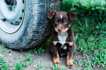 A homeless brown street puppy under the wheel of a car.
