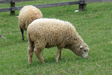 Sheep eating grass at Rokkosan Pasture, Kobe City, Hyogo Prefecture, Japan