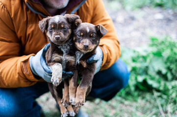 Street homeless puppies in the hands of a volunteer.