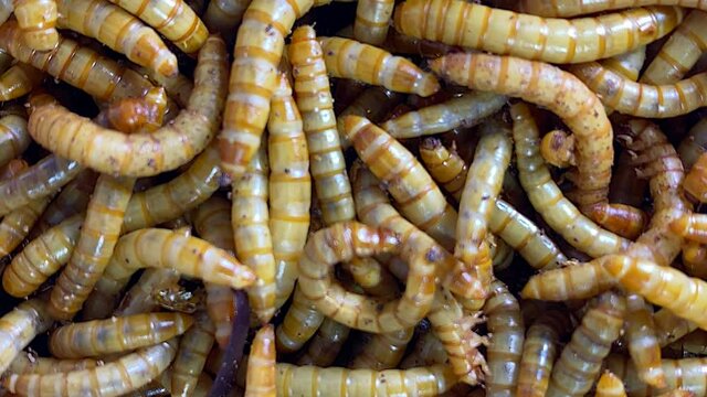 Top view fodder worms for exotic animals.Meal worms is the common name for the larvae of the beetle Tenebrio molitor 