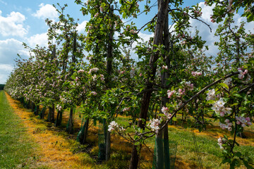 Spring pink blossom of apple trees on fruit orchards in Zeeland, Netherlands