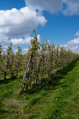 Obraz premium Spring white blossoms of pear trees on fruit orchards in Zeeland, Netherlands
