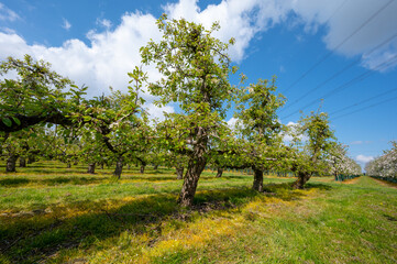 Fototapeta na wymiar Spring white blossoms of pear trees on fruit orchards in Zeeland, Netherlands