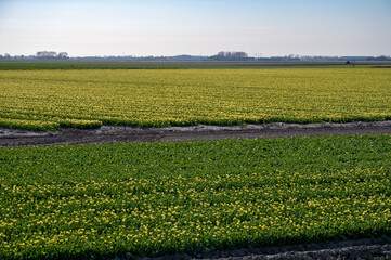 Tulips bulbs production in Netherlands, colorful spring fields with blossoming tulip flowers
