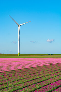 Tulips bulbs production in Netherlands, colorful spring fields with blossoming tulip flowers