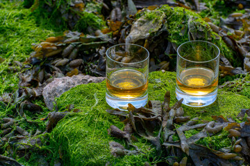 Tasting of single malt or blended Scotch whisky and seabed at low tide with algae, stones and oysters on background, private whisky tours in Scotland, UK