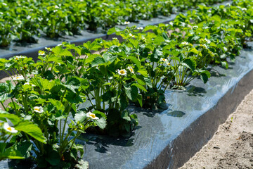 Plantations of blossoming strawberry plants growing outdoor on soil covered with plastic film