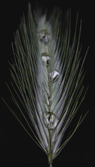 Drop of water on a wheat Macro in black background