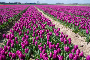 Tulips bulbs production in Netherlands, colorful spring fields with blossoming tulip flowers