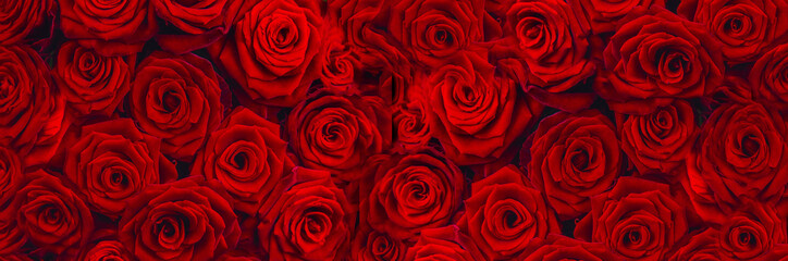 Beautiful background with red roses. Selective focus.