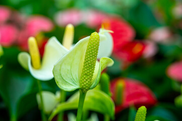 Botanical collection, blossoming Anthurium flamingo plants with green leaves