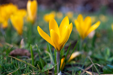 First spring flowers, blossom of yellow crocusses