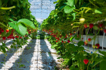 Fototapeta na wymiar Dutch glass greenhouse, cultivation of strawberries, rows with growing strawberries plants
