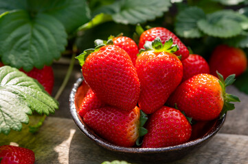New harvest of ripe red sweet strawberry on farmer fiels and green leaves of strawberry plants...