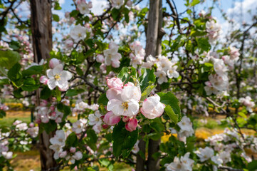 Spring pink blossom of apple trees on fruit orchards in Zeeland, Netherlands