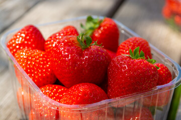 Red ripe Dutch strawberry, new harvest, ready to eat