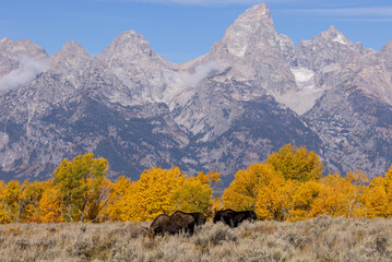 Bull And Cow Moose in the Rut in Wyoming in Autumn