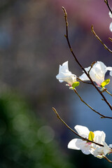 Spring blossom of white magnolia tree