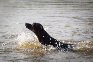 Fototapeta premium Dog is swimming in lake. She is not good swimmer ad she do not like water.