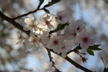 Cherry blossom and seeds